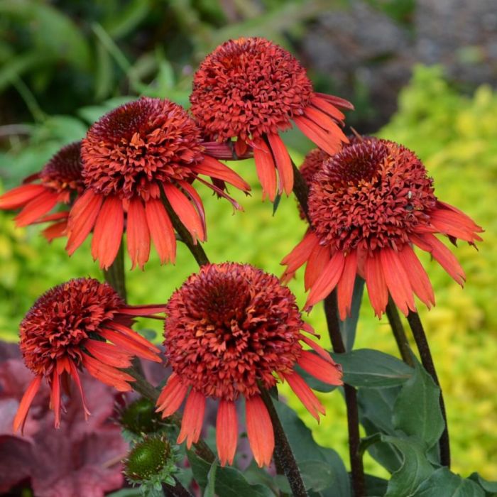 Sonnenhut\u0020\u0028Echinacea\u0020purpurea\u0029\u0020CINNAMON\u0020CUPCAKE\u00A0