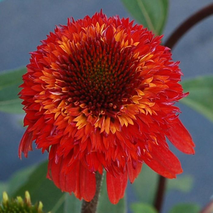 Sonnenhut\u0020\u0028Echinacea\u0020purpurea\u0029\u0020CINNAMON\u0020CUPCAKE\u00A0