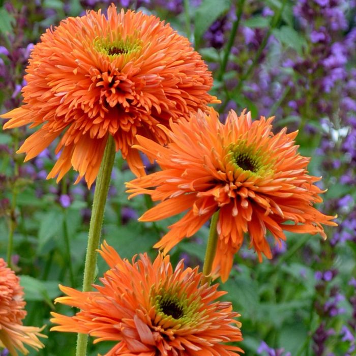 Sonnenhut\u0020\u0028Echinacea\u0020purpurea\u0029\u0020COLORBURST\u0020ORANGE