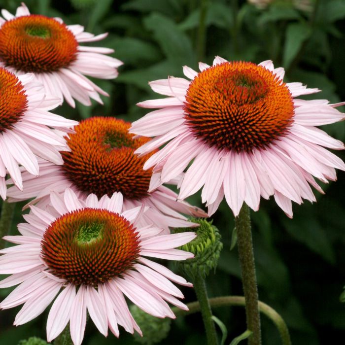 Sonnenhut\u0020\u0028Echinacea\u0020purpurea\u0029\u0020HOPE