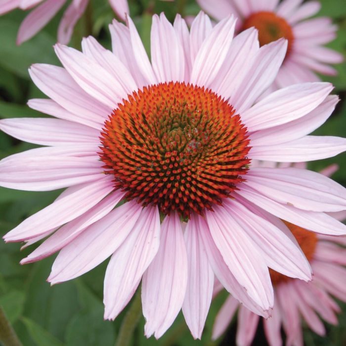 Sonnenhut\u0020\u0028Echinacea\u0020purpurea\u0029\u0020HOPE