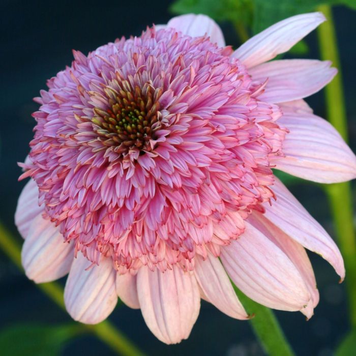 Sonnenhut\u0020\u0028Echinacea\u0020purpurea\u0029\u0020SECRET\u0020ROMANCE