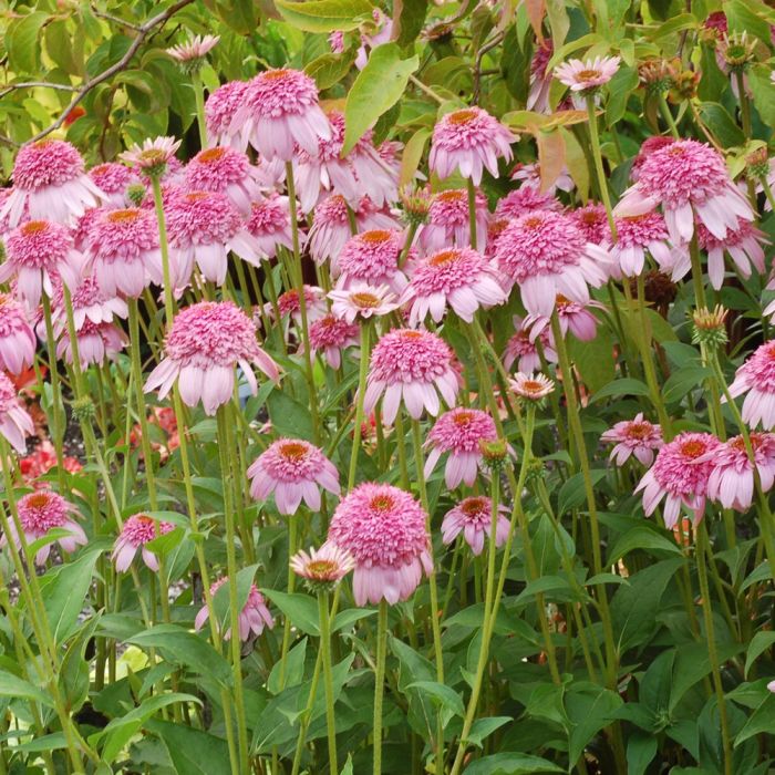 Sonnenhut\u0020\u0028Echinacea\u0020purpurea\u0029\u0020SECRET\u0020ROMANCE