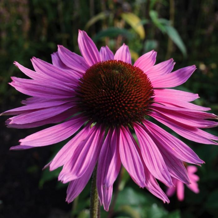 Sonnenhut\u0020\u0028Echinacea\u0020purpurea\u0029\u0020SATIN\u0020NIGHTS