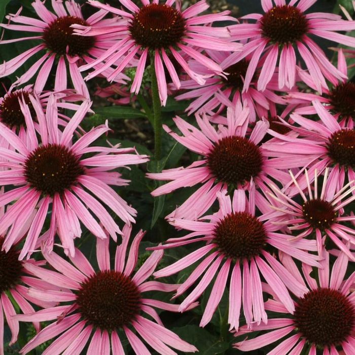 Sonnenhut\u0020\u0028Echinacea\u0020purpurea\u0029\u0020SATIN\u0020NIGHTS