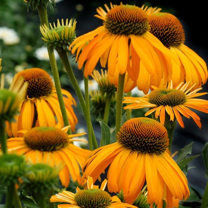 Sonnenhut\u0020\u0028Echinacea\u0020purpurea\u0029\u0020SUNBIRD