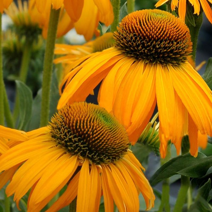 Sonnenhut\u0020\u0028Echinacea\u0020purpurea\u0029\u0020SUNBIRD