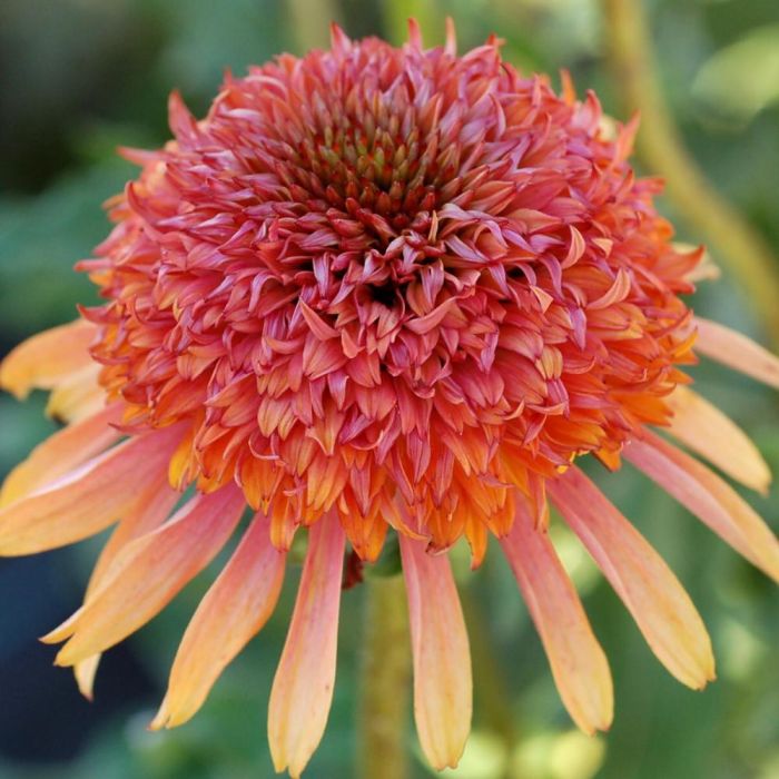 Sonnenhut\u0020\u0028Echinacea\u0020purpurea\u0029\u0020SECRET\u0020DESIRE