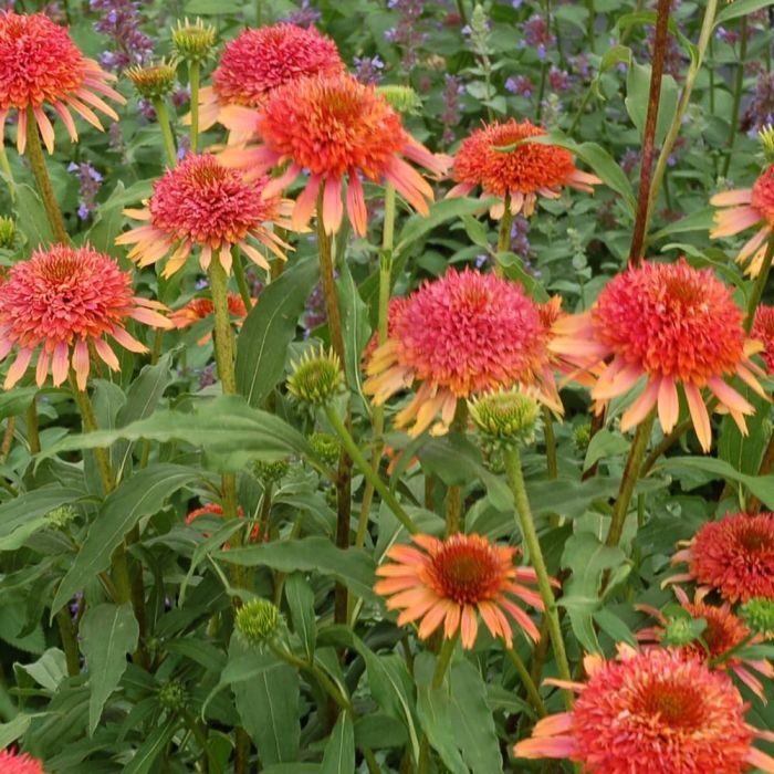 Sonnenhut\u0020\u0028Echinacea\u0020purpurea\u0029\u0020SECRET\u0020DESIRE