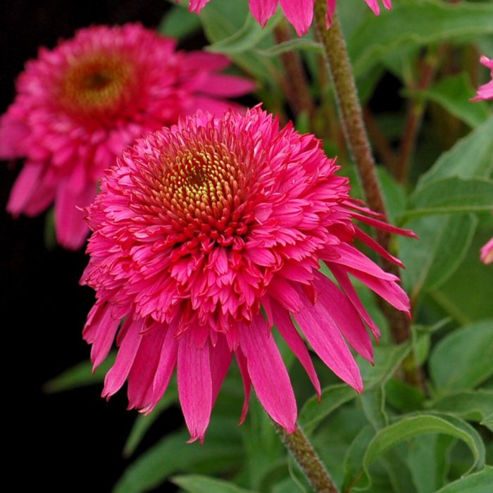 Sonnenhut\u0020\u0028Echinacea\u0020purpurea\u0029\u0020SECRET\u0020AFFAIR