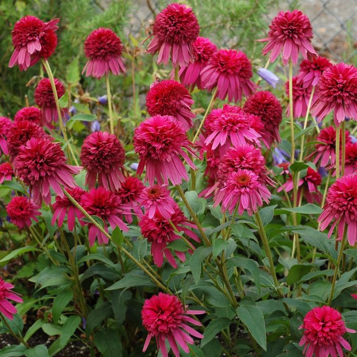 Sonnenhut\u0020\u0028Echinacea\u0020purpurea\u0029\u0020SECRET\u0020AFFAIR