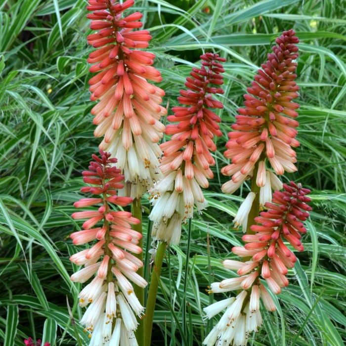 Fackellilie\u0020\u0028Kniphofia\u00A0\u0029\u0020ORANGE\u0020VANILA\u0020POPSICLE\u0020