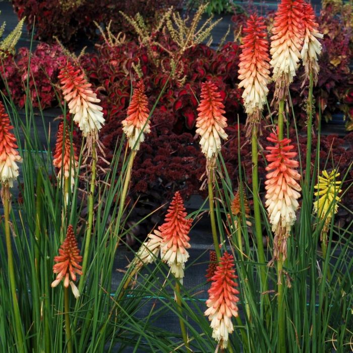 Fackellilie\u0020\u0028Kniphofia\u00A0\u0029\u0020ORANGE\u0020VANILA\u0020POPSICLE\u0020