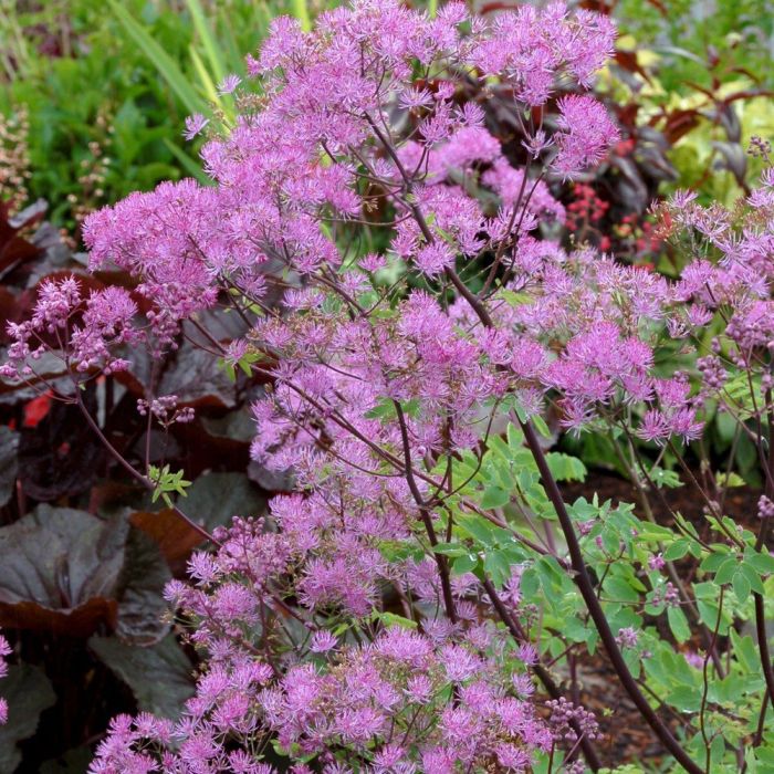 Wiesenraute\u0020\u0028Thalictrum\u0020aquilegifolium\u0029\u0020Black\u0020Stockings