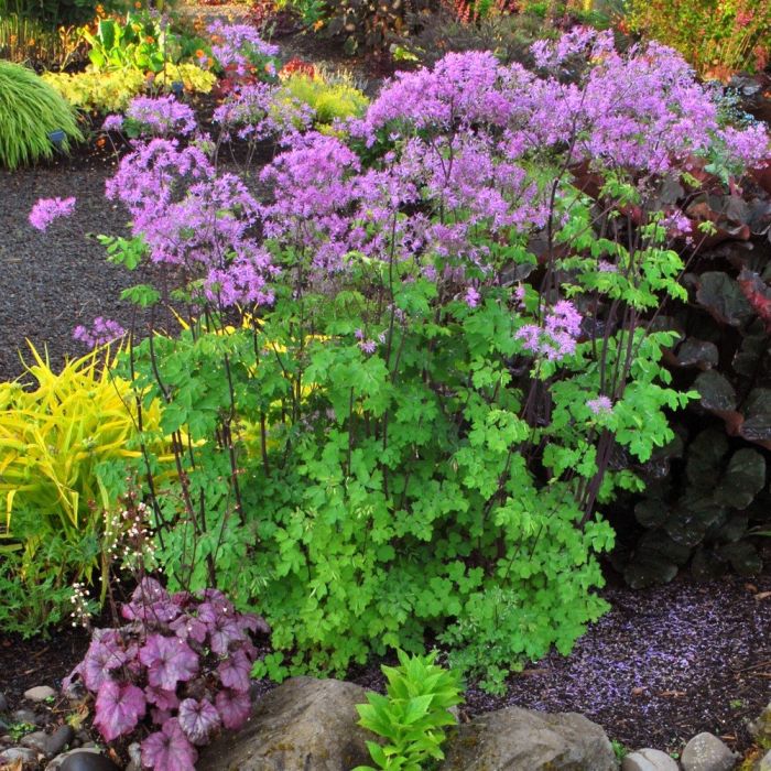 Wiesenraute\u0020\u0028Thalictrum\u0020aquilegifolium\u0029\u0020Black\u0020Stockings