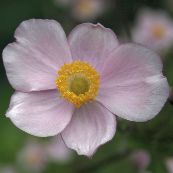 Herbstanemone\u0020\u0028Anemone\u0020tomentosa\u00A0\u0029\u0020ROBUSTISSIMA\u00A0