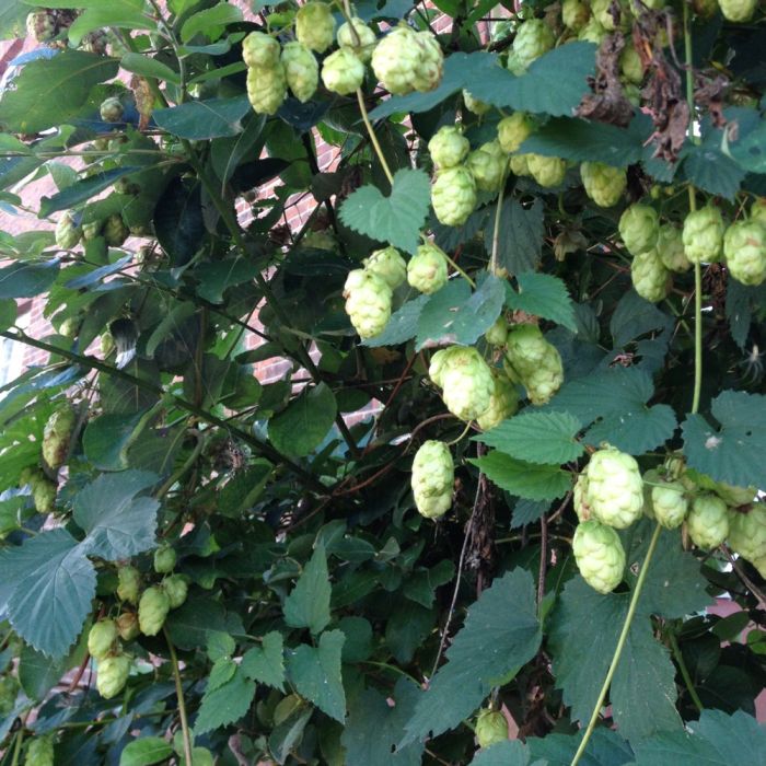 Wilder\u0020Hopfen\u0020\u0028Humulus\u0020lupulus\u0029\u0020Jupiter