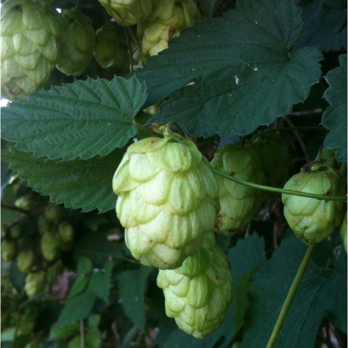 Wilder\u0020Hopfen\u0020\u0028Humulus\u0020lupulus\u0029\u0020Jupiter