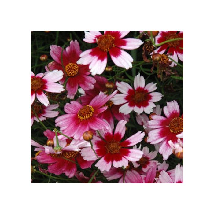 M\u00E4dchenauge\u0020\u0028Coreopsis\u0020rosea\u0029\u0020SWEET\u0020DREAMS