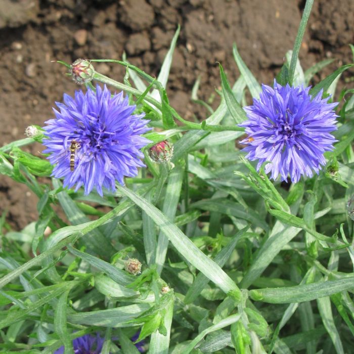 Kornblume\u0020\u0028Centaurea\u0020cyanus\u0029\u0020blau