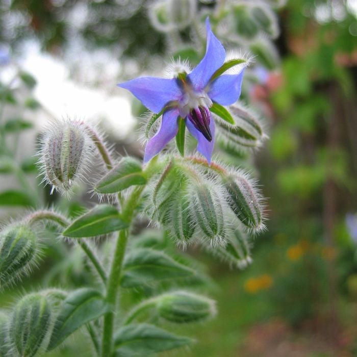 Borretsch\u0020\u0028Borago\u0020officinalis\u0029