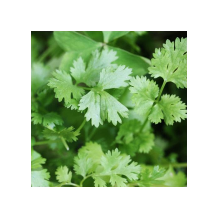 Koriander\u0020\u0028Coriandrum\u0020sativum\u0029\u0020