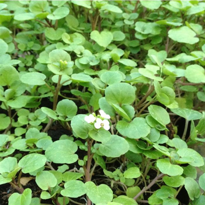 Brunnenkresse\u0020\u0028Nasturtium\u0020officinale\u0029\u0020