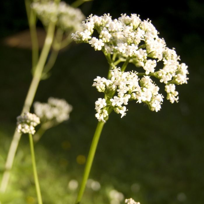 Baldrian\u0020\u0028Valeriana\u0020officinalis\u0029\u0020