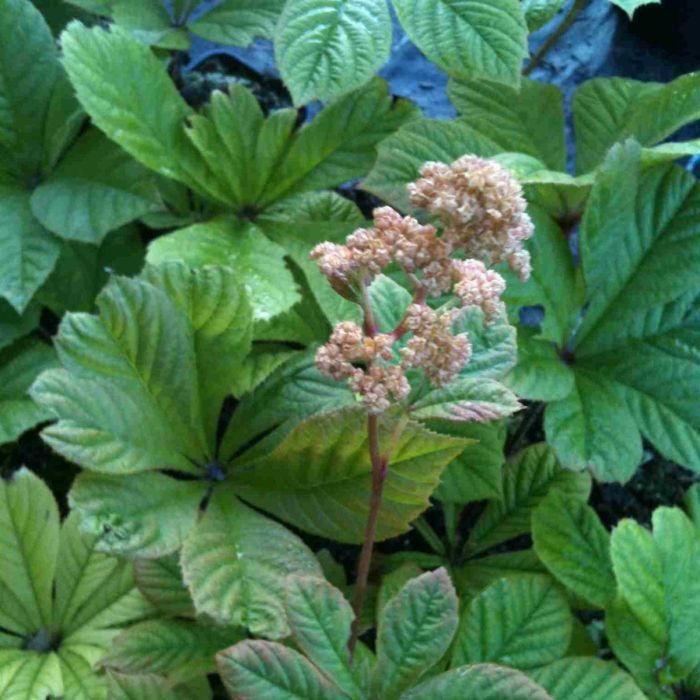 Schaublatt\u0020\u0028Rodgersia\u0020aesculifolia\u0029\u0020