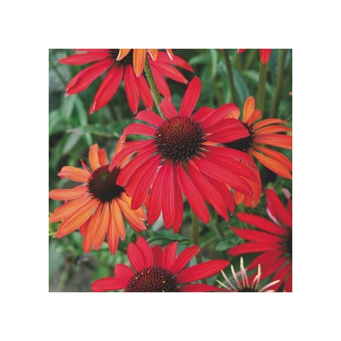 Sonnenhut\u0020\u0028Echinacea\u0020purpurea\u00A0\u0029\u0020HOT\u0020SUMMER