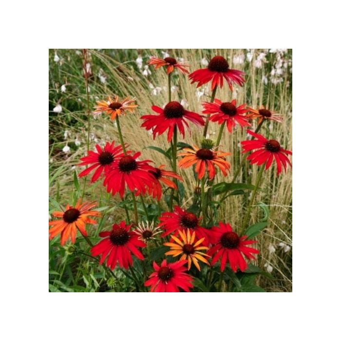 Sonnenhut\u0020\u0028Echinacea\u0020purpurea\u00A0\u0029\u0020HOT\u0020SUMMER