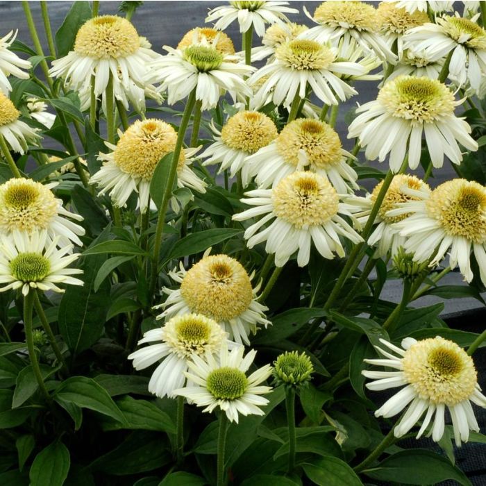 Sonnenhut\u0020\u0028Echinacea\u0020purpurea\u0020\u0029\u0020Vanilla\u0020Cupcake\u0020