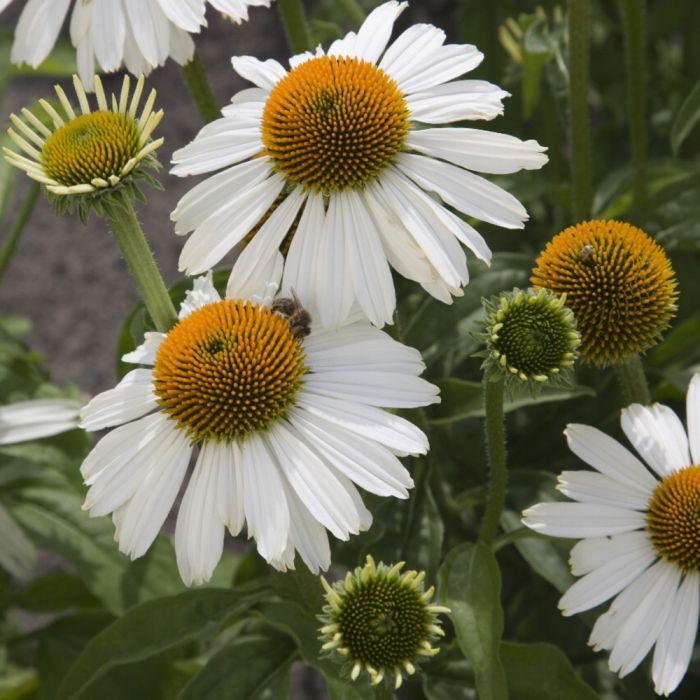 Sonnenhut\u0020\u0028Echinacea\u0020purpurea\u0020\u0029\u0020White\u0020Meditation\u0020