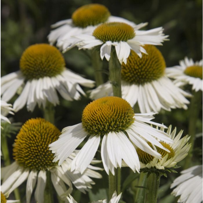 Sonnenhut\u0020\u0028Echinacea\u0020purpurea\u0020\u0029\u0020White\u0020Meditation\u0020