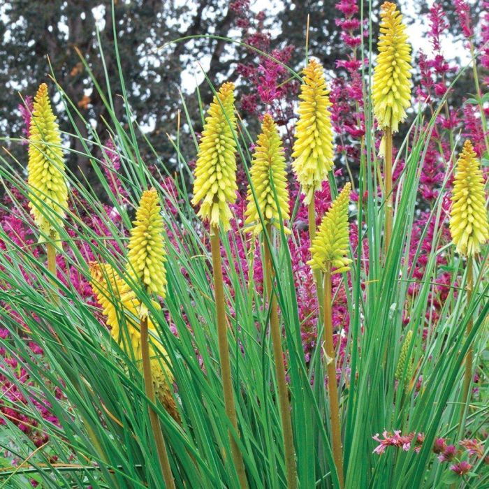 Fackellilie\u0020\u0028Kniphofia\u0020uvaria\u00A0\u0029\u0020PINEAPPLE\u0020POPSICLE\u0020