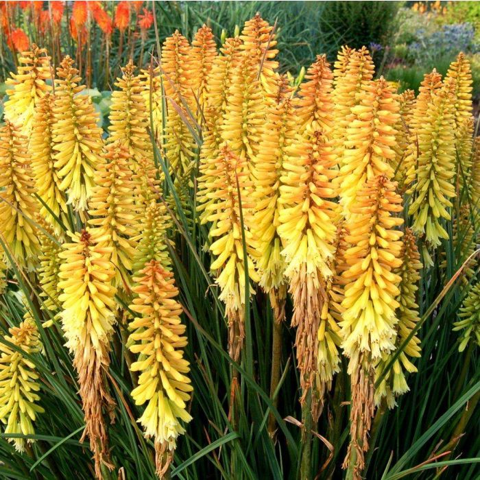 Fackellilie\u0020\u0028Kniphofia\u0020uvaria\u00A0\u0029\u0020PINEAPPLE\u0020POPSICLE\u0020