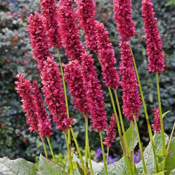 Kerzen\u002DKn\u00F6terich\u0020\u0028Persicaria\u0020\u002F\u0020Polygonum\u0020amplexicaule\u0029\u0020Fat\u0020Domino\u0020