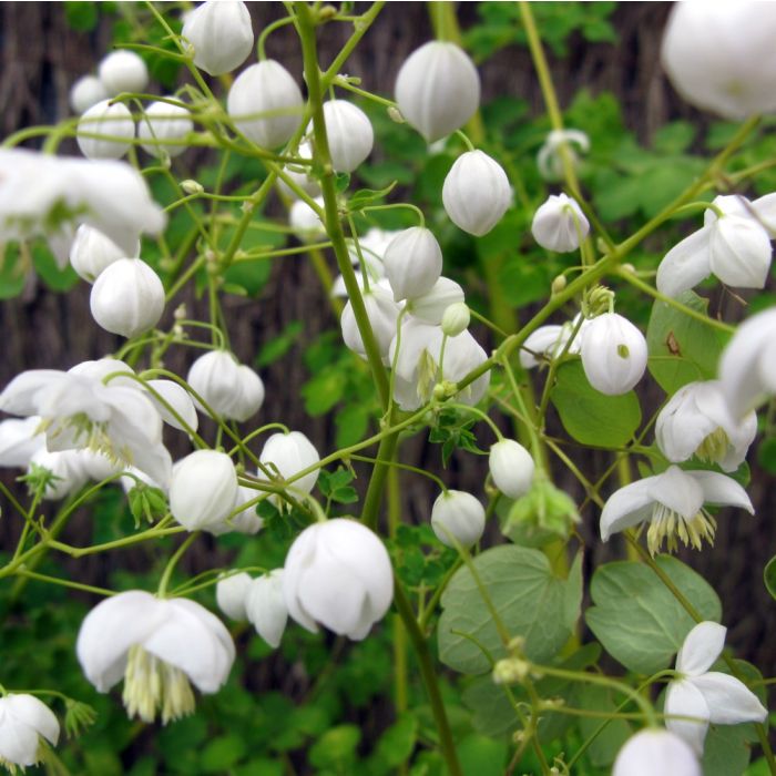 Gef\u00FCllte\u0020Wiesenraute\u0020\u0028Thalictrum\u0020delavayi\u0020\u0029\u0020Splendide\u0020White