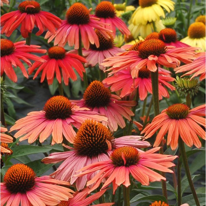 Sonnenhut\u0020\u0028Echinacea\u0020purpurea\u0020\u0029\u0020Mama\u0020Mia\u0020