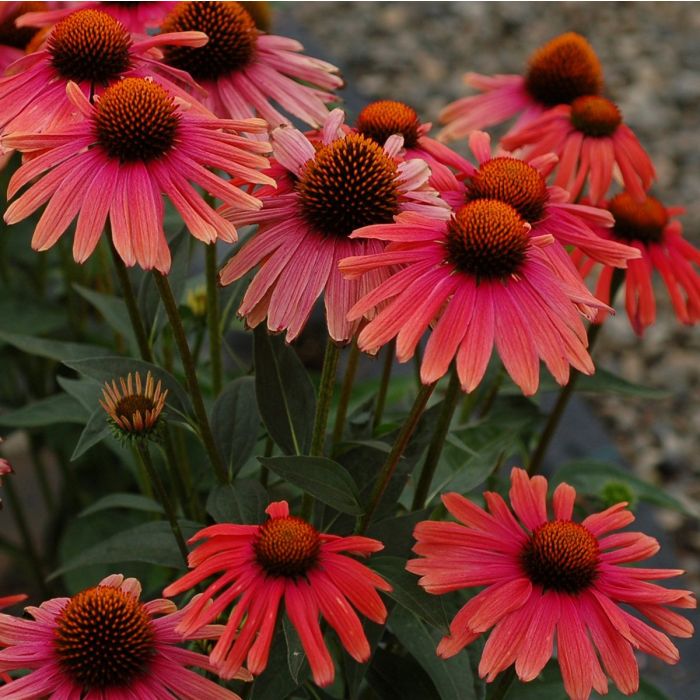 Sonnenhut\u0020\u0028Echinacea\u0020purpurea\u0020\u0029\u0020Mama\u0020Mia\u0020