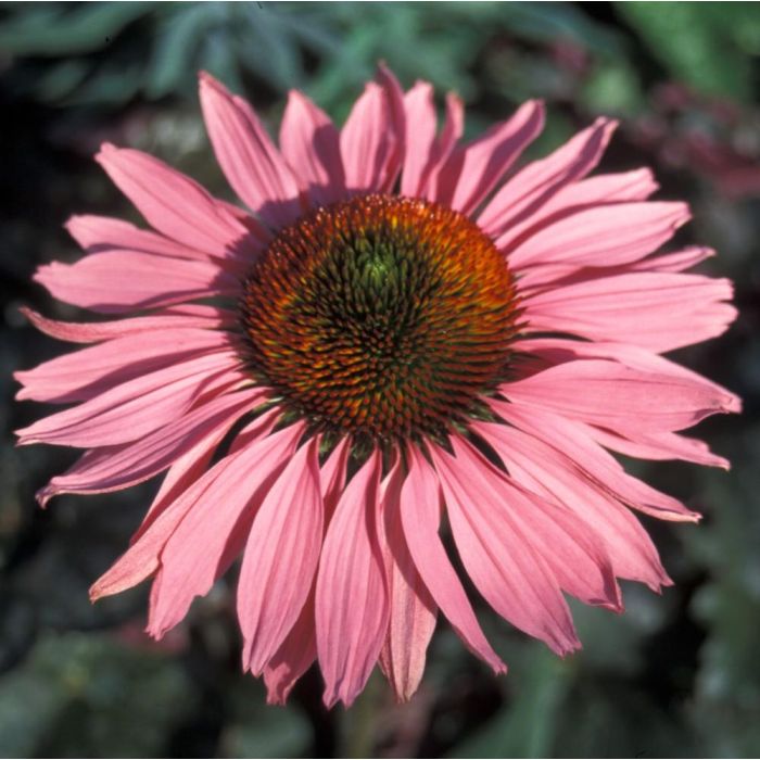 Sonnenhut\u0020\u0028Echinacea\u0020purpurea\u0020\u0029\u0020Ruby\u0020Giant