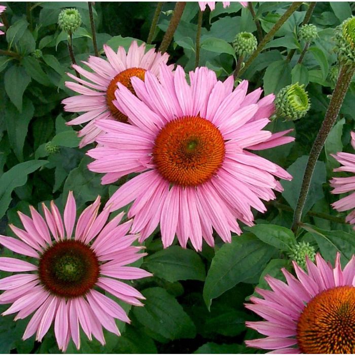 Sonnenhut\u0020\u0028Echinacea\u0020purpurea\u0020\u0029\u0020Ruby\u0020Giant