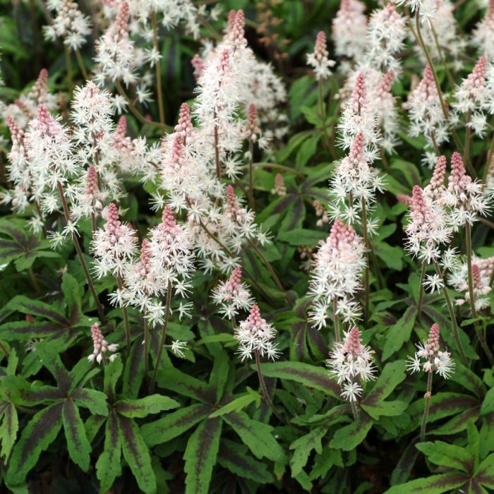 Herzblatt\u002DSchaumbl\u00FCte\u0020\u0028Tiarella\u0020cordifolia\u0029\u0020Spring\u0020Symphony