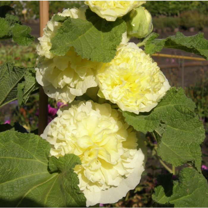 Stockrose\u0020\u0028Alcea\u0020rosea\u0020plena\u0020\u0029\u0020CHATERS\u0020Yellow