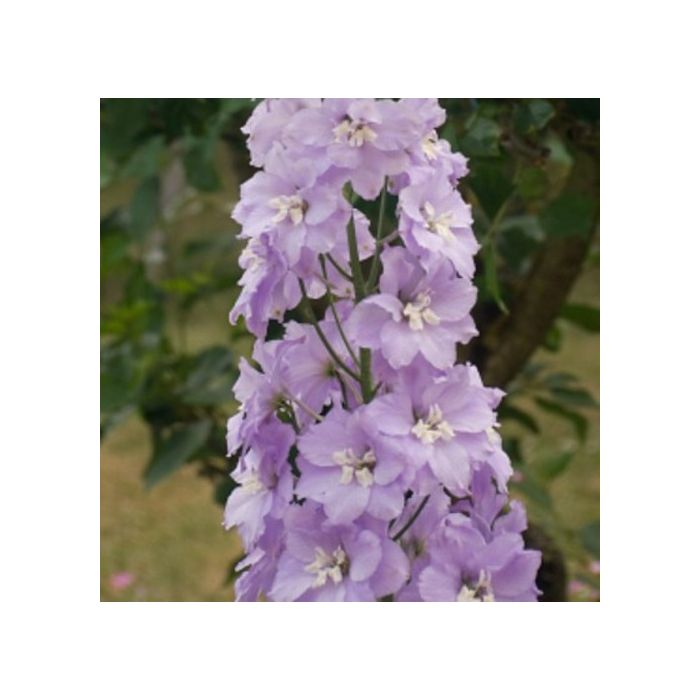 Rittersporn (Delphinium cultorum) PACIFIC GIANTS Astolat main product photo