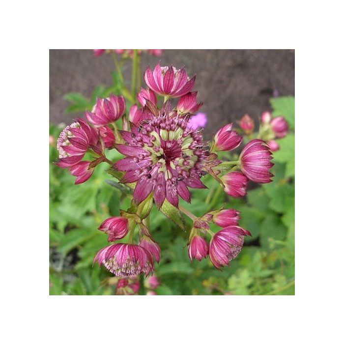 Gro\u00DFe\u0020Sterndolde\u0020\u0028Astrantia\u0020major\u0029\u0020Rosensinfonie\u00A0