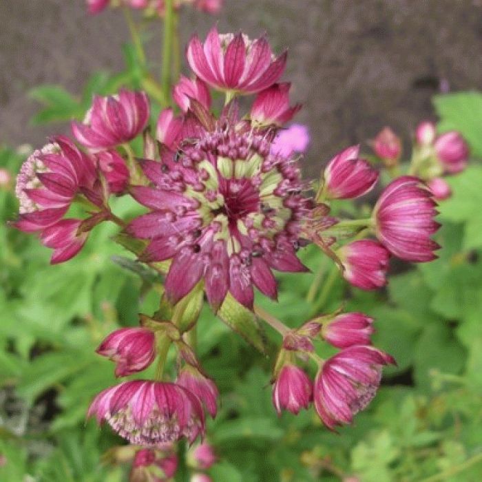 Gro\u00DFe\u0020Sterndolde\u0020\u0028Astrantia\u0020major\u0029\u0020Rosensinfonie\u00A0