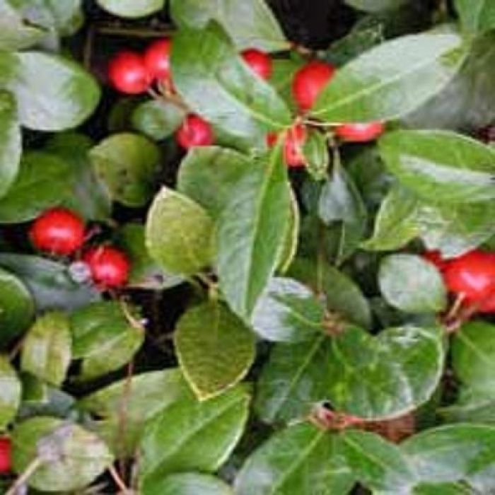 Scheinbeere\u0020\u0028Gaultheria\u0020procumbens\u0029\u0020