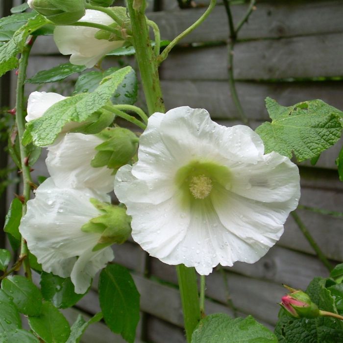 Stockrose\u0020\u0028Alcea\u0020rosea\u00A0\u0029\u0020wei\u00DF\u0020\u002F\u0020einfach