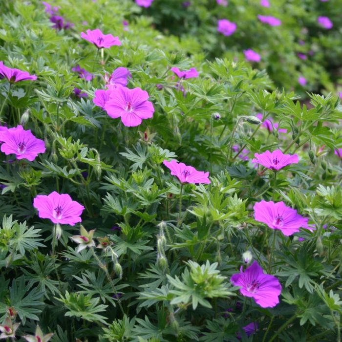 Blutroter\u0020Storchschnabel\u0020\u0028Geranium\u0020sanguineum\u0029\u0020TINY\u0020MONSTER